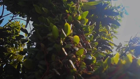 Plants Stock Footage 225847393