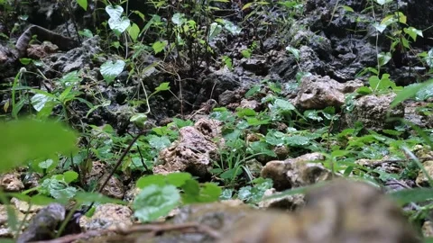 Plants Stock Footage 238044431