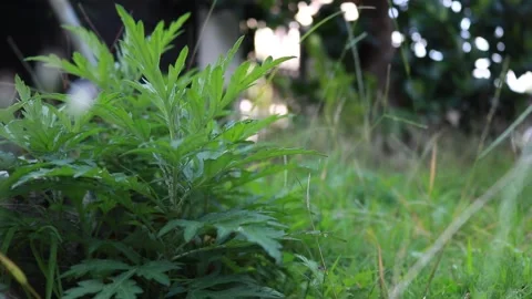 Plants Stock Footage 241519564