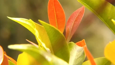 Plants Stock Footage 249441616