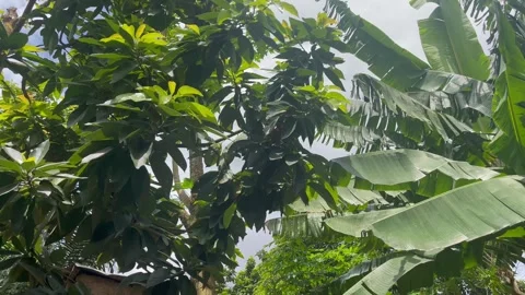 Plants 動画素材 252071113