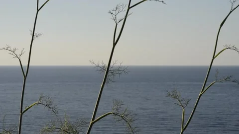 Plants Stock Footage 272622235