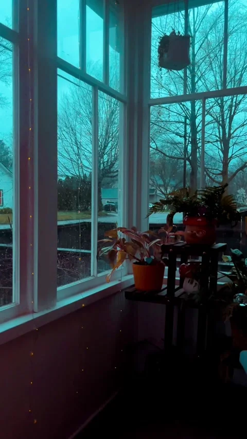 Plants Stock Footage 279521038