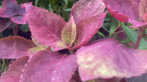 The plants Stock Footage 287051139