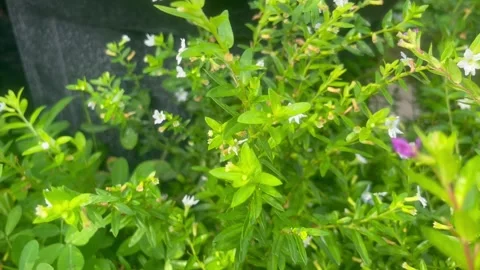 The plants Stock Footage 287051167