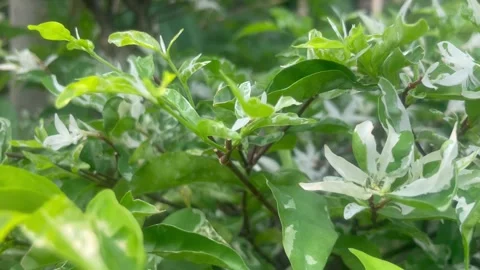 The plants Stock Footage 287052191