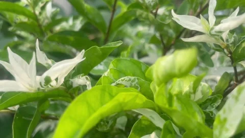 The plants Stock Footage 287052198