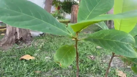 The plants Stock Footage 287141268