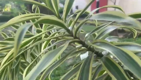The plants Stock Footage 287141299