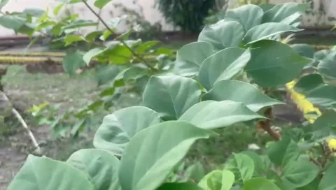 The plants Stock Footage 287141300