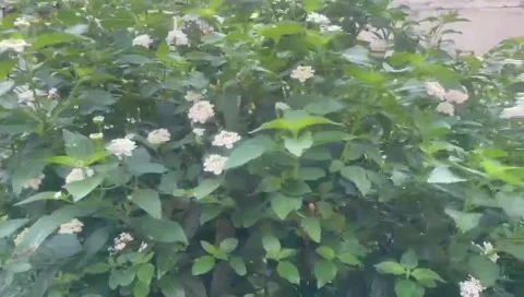 The plants Stock Footage 287141302