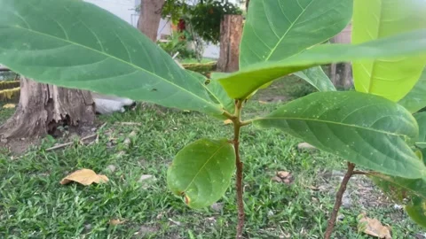 The plants Stock Footage 287199258