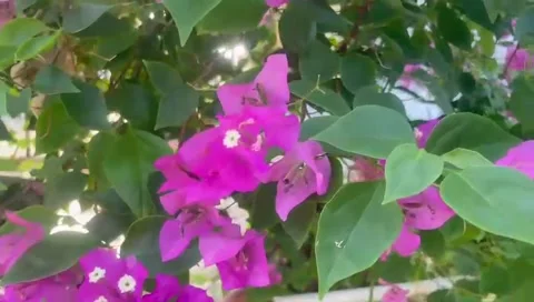 The plants Stock Footage 287396061