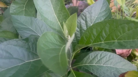 The plants Stock Footage 287783284