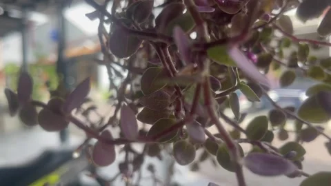The plants Stock Footage 288649337