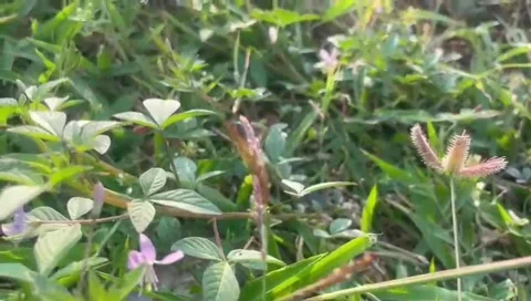 The plants Stock Footage 289486238