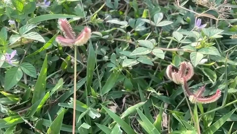 The plants Stock Footage 289486241