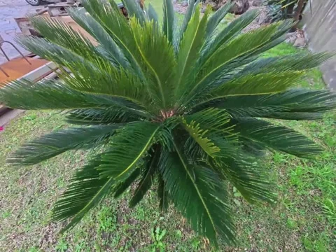 Plants Stock-Footage 299762419