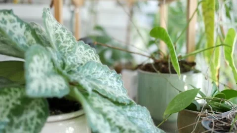 Plants in the foreground and background Stock-Footage 246648904