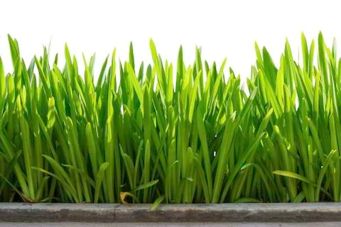 Plants foreground on white background Stock Photos