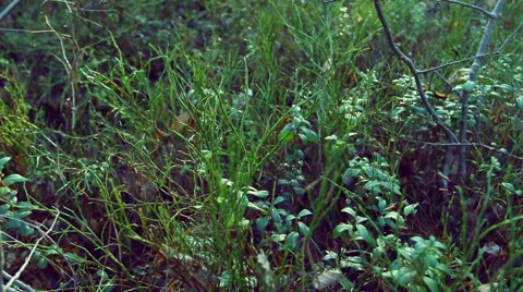 Plants in a forest in autumn. Video stock 60112987