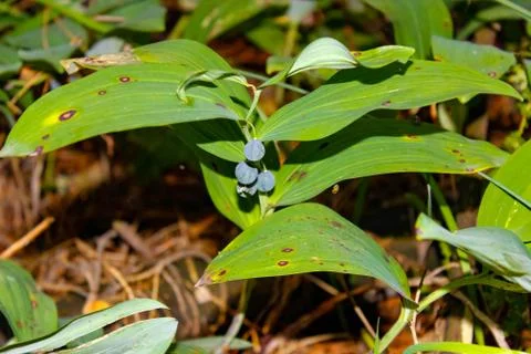 Plants in the forest, crow's eye berries. Stock Photos