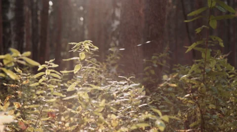 Plants in forest Stock Footage 68749981