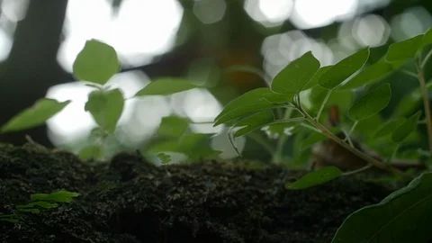 Plants in the forest Stock Footage 119605587