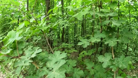 Plants in the Forest Stock Footage 237516297