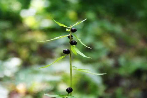 Plants in the forest Stock Photos