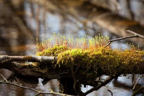 Plants in forest Stock Photos