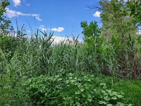 Plants in the forest Stock Photos