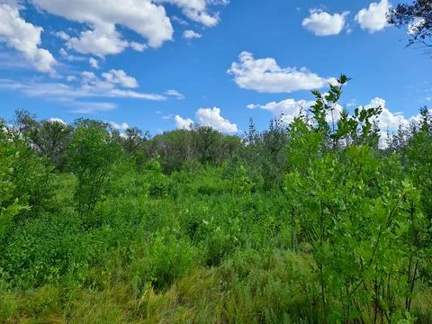 Plants in the forest Stock Photos