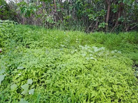 Plants in the forest Stock Photos