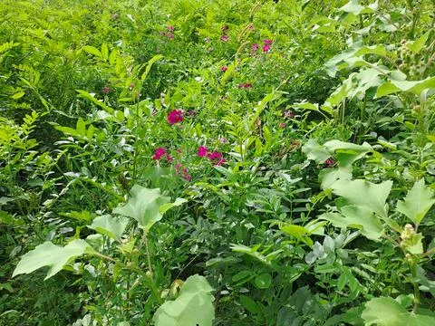 Plants in the forest Stock Photos