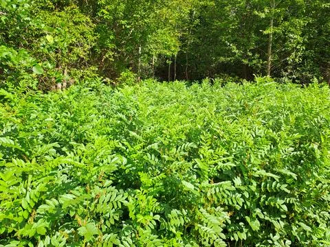 Plants in the forest Stock Photos