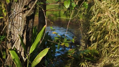 Plants in a forest with a river passing by at sunset Stock Footage 196447659