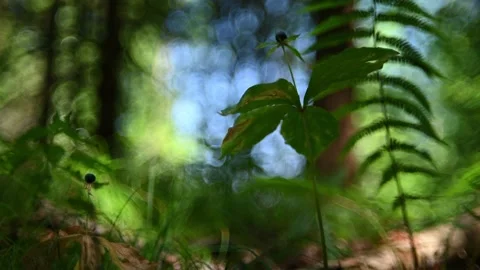 Plants in a forest in summer Stock-Footage 217380869