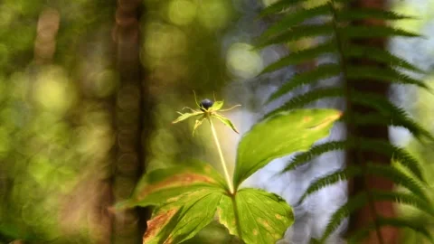 Plants in a forest in summer 스톡 동영상 217380876