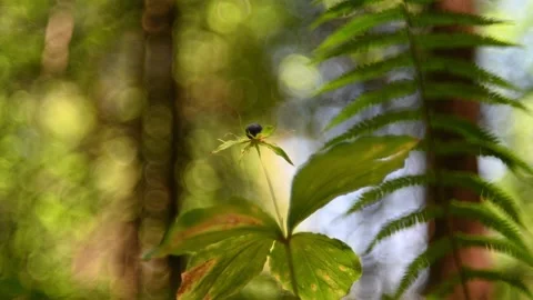 Plants in a forest in summer 스톡 동영상 217381007