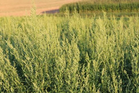 Plants in front of camera Stock Photos