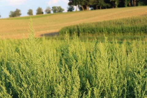 Plants in front of camera Stock Photos