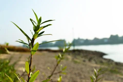 Plants in front of a riverside Foto stock