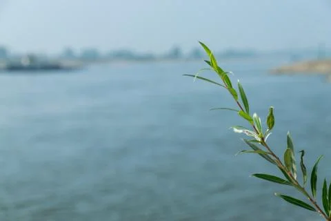 Plants in front of a riverside Stock Photos