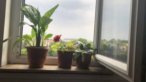 Plants in front of window. Stock Footage 92612407