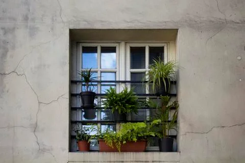 Plants in front of window in Paris 写真素材