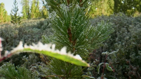 Plants in frost Stock Footage 197510840