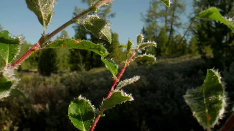 Plants in frost Stock Footage 201170763