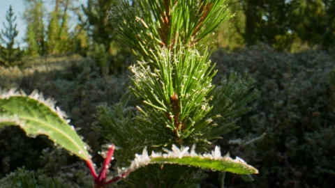 Plants in frost Stock Footage 201170915