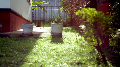 Plants in gallery 스톡 동영상 56246910